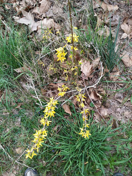 forsythia de la cour